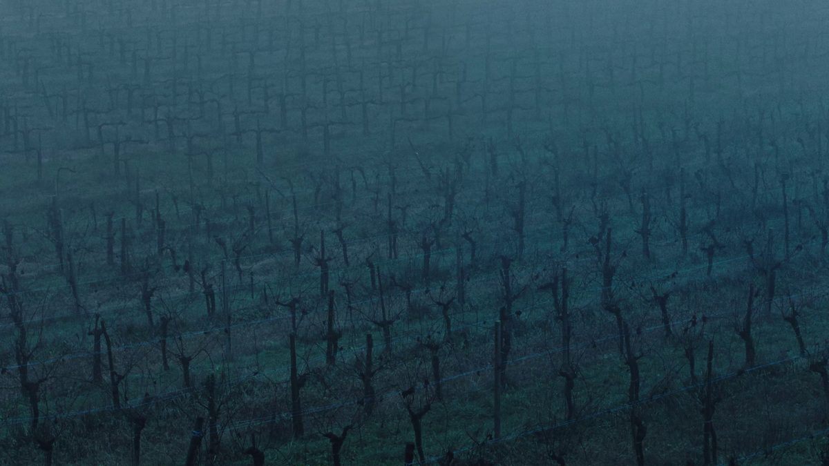 COME NEI RAMI LA PIOGGIA